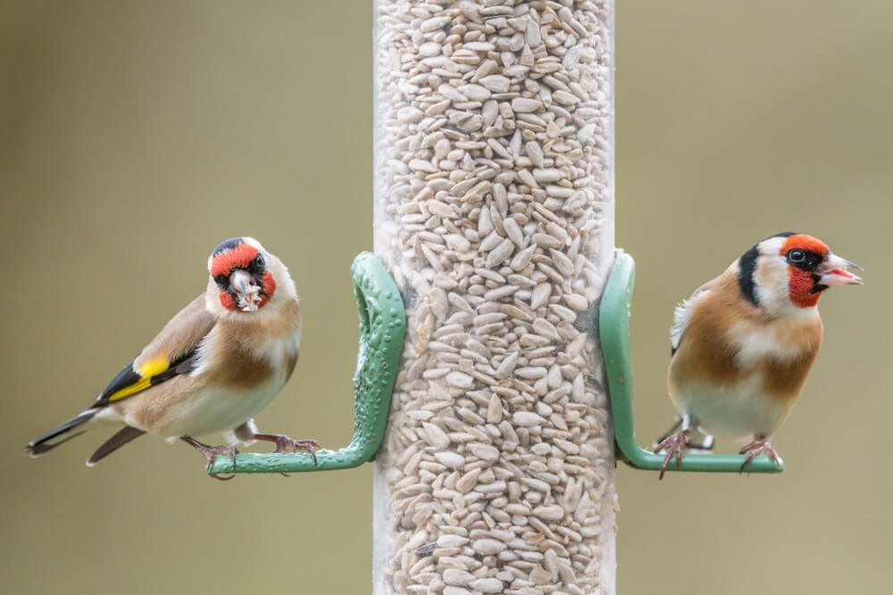 Dois pássaros comendo semente de girassol