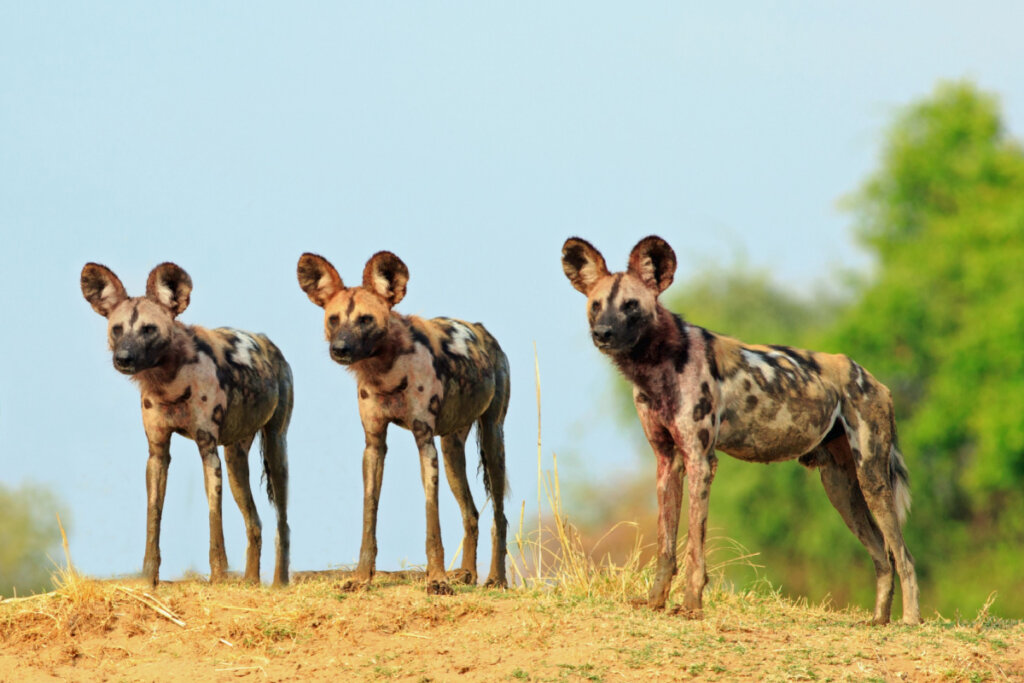 Três cães-selvagem-africano em grama olhando para o horizonte