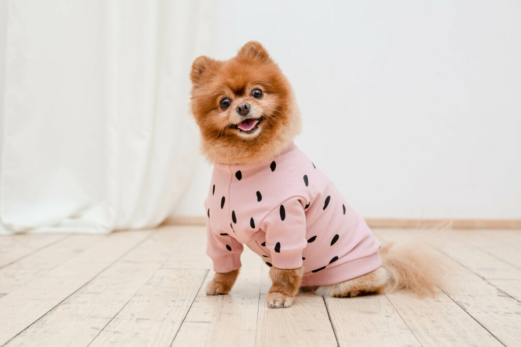 Cachorro vestindo roupa rosa sentado