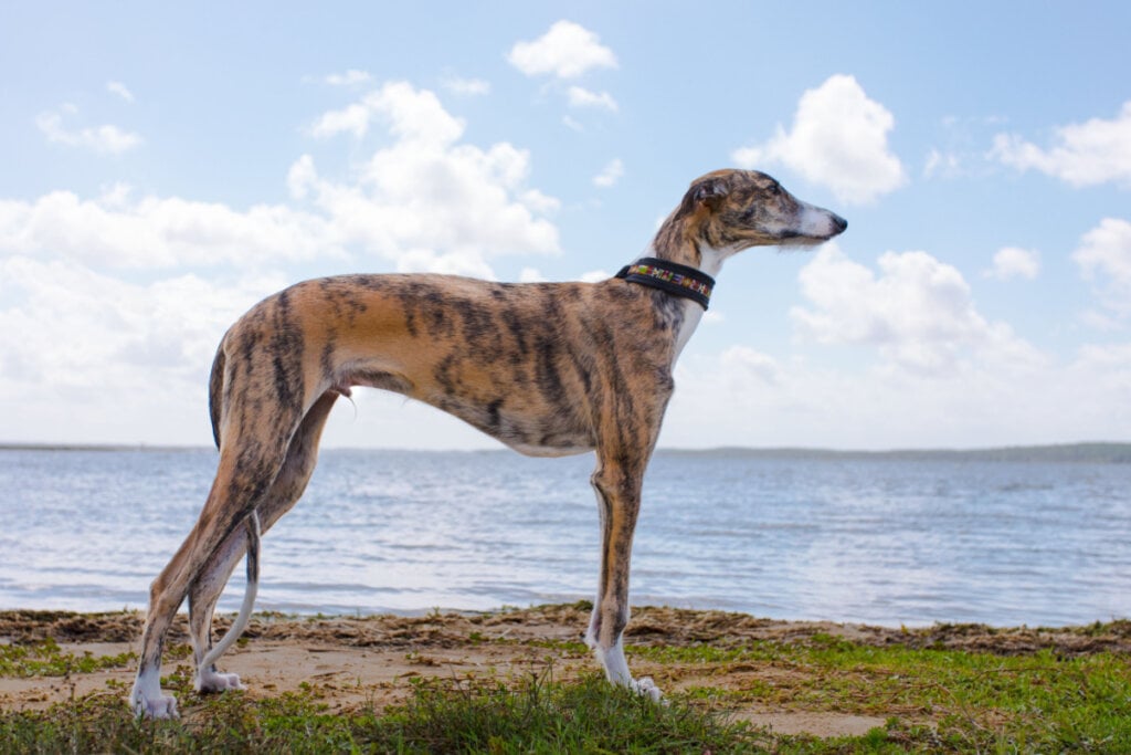 Cachorro da raça "Galgo" em frente a um lago/a uma represa