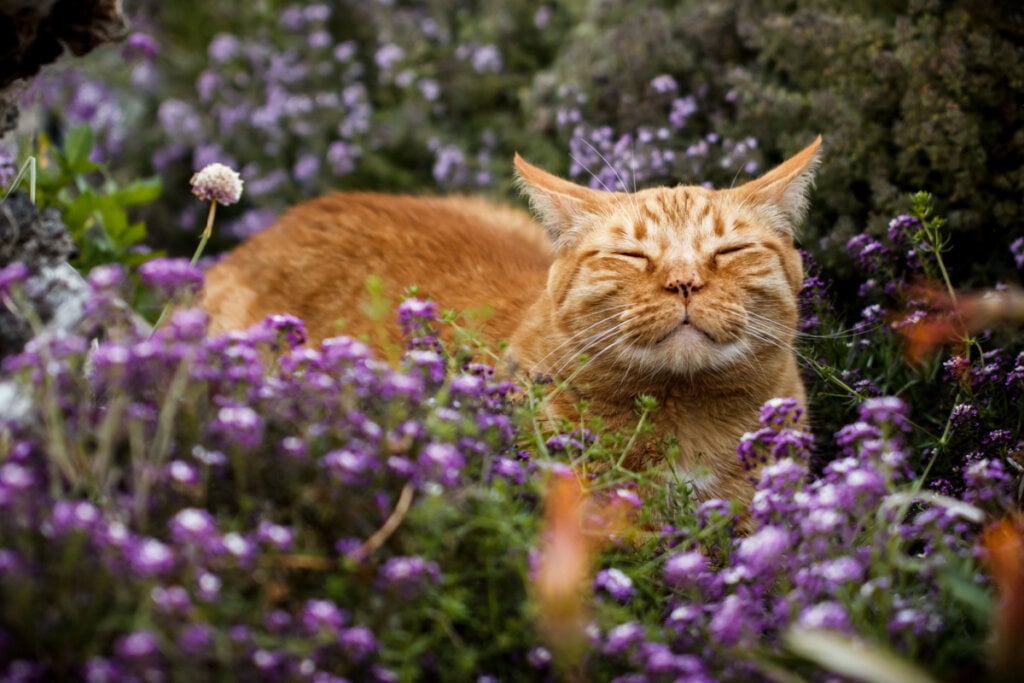 Gato cheirando catnip