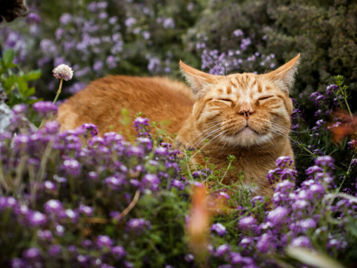 9 formas de oferecer catnip aos gatos