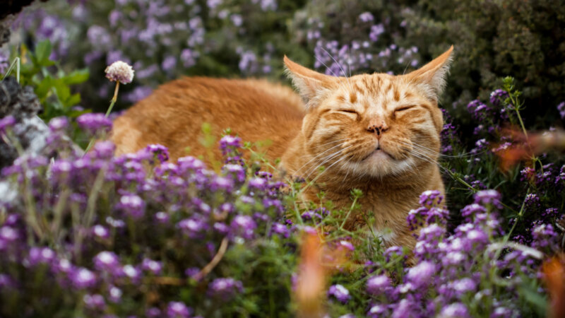 9 formas de oferecer catnip aos gatos