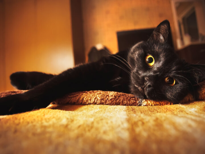 12 ideias de nomes para gato preto 