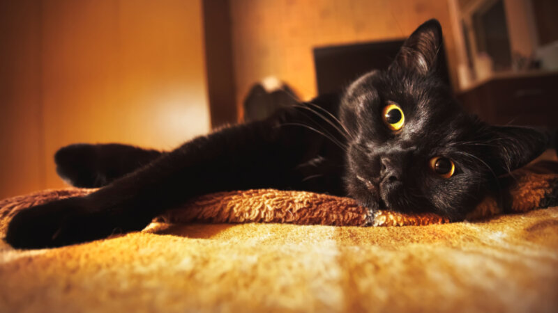 12 ideias de nomes para gato preto 