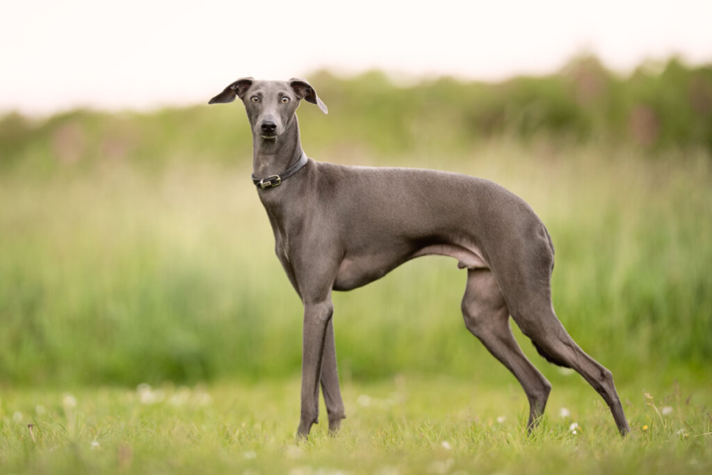 Cachorro da raça greyhound