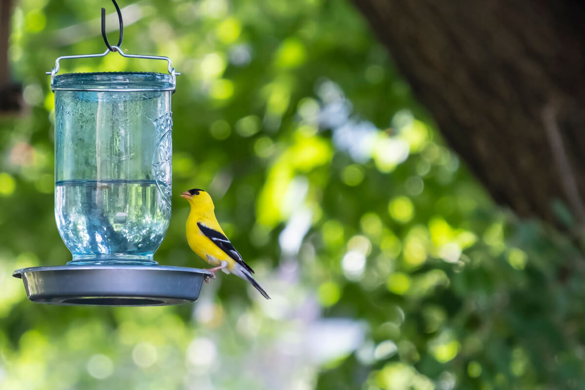 9 cuidados com os pássaros durante os dias quentes  