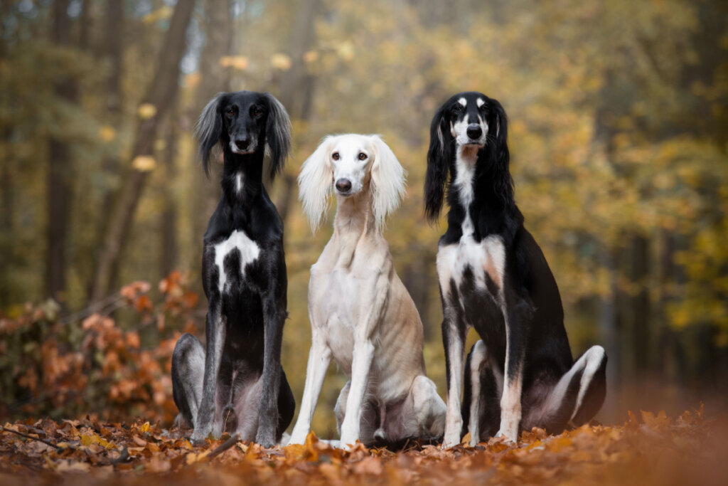 Três cachorros da raça saluki sentados na floresta