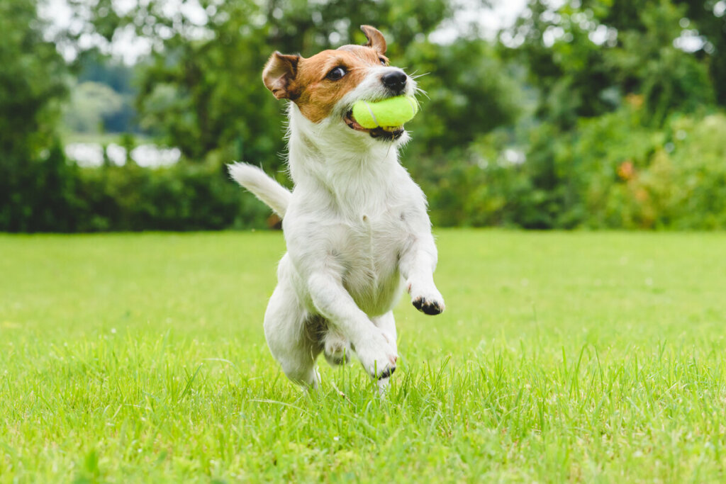 Cachorro segurando uma bola na boca e correndo em um parque 