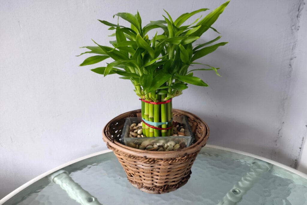 Bambu da sorte dentro de um vaso em cima de uma mesa de vidro