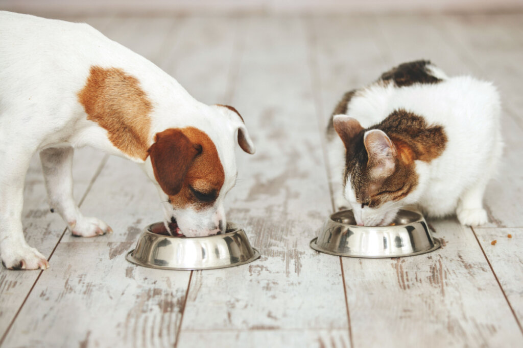 Cachorro e gato comendo em recipiente de metal no chão