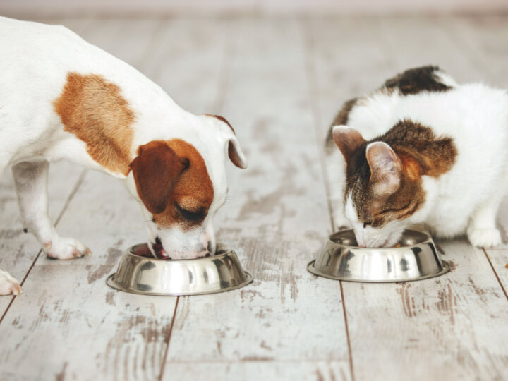 Conheça os benefícios dos alimentos úmidos para cães e gatos