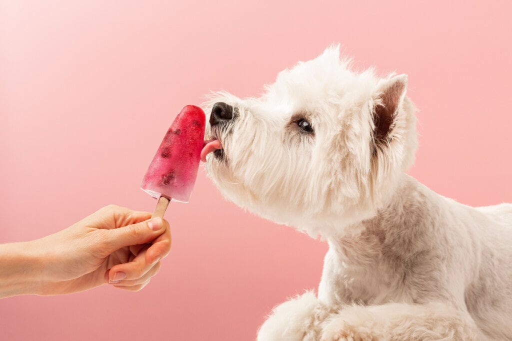 Os picolés ajudam a manter o cachorro hidratado e fresco no calor (Imagem: DenisZav | Shutterstock)