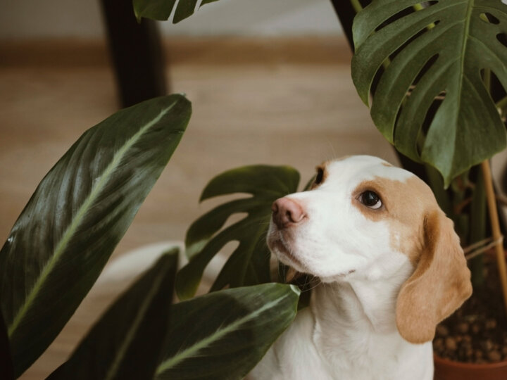 10 tipos de plantas tóxicas para os cachorros 