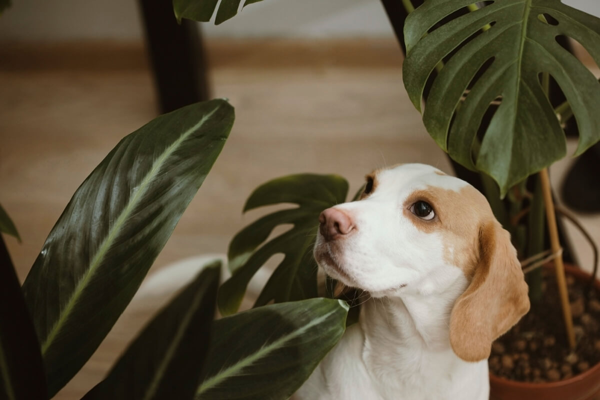 10 tipos de plantas tóxicas para os cachorros 