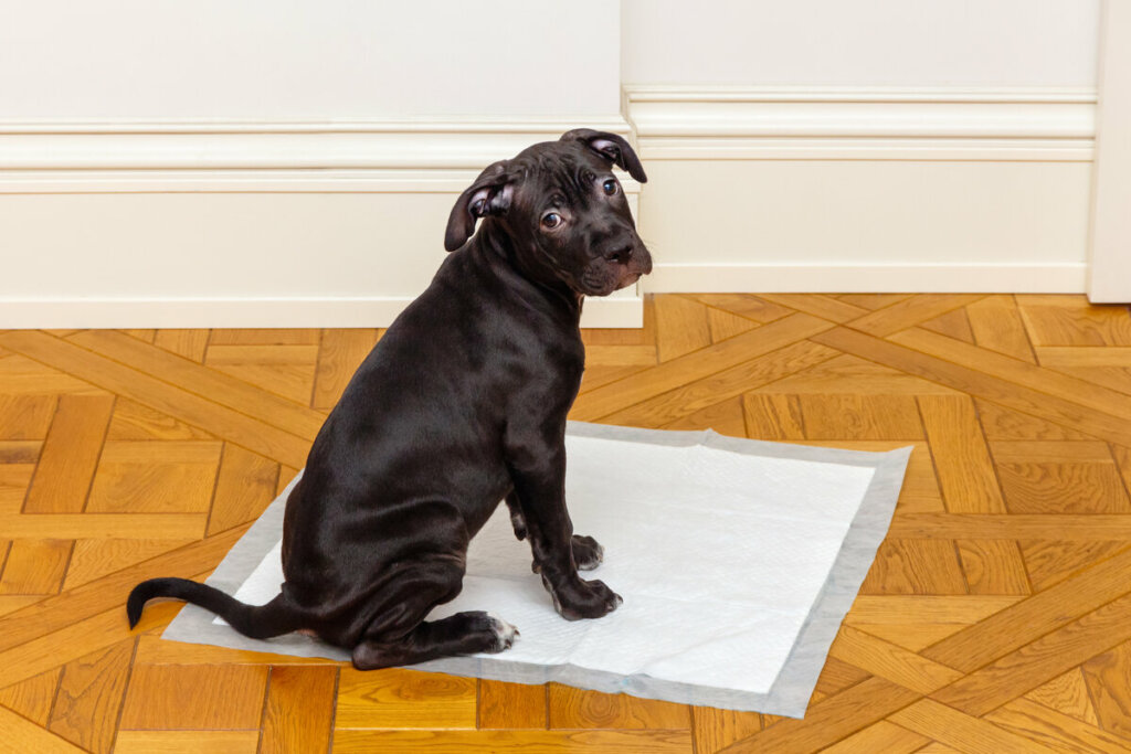 Cachorro sentado em cima de um tapete para xixi 