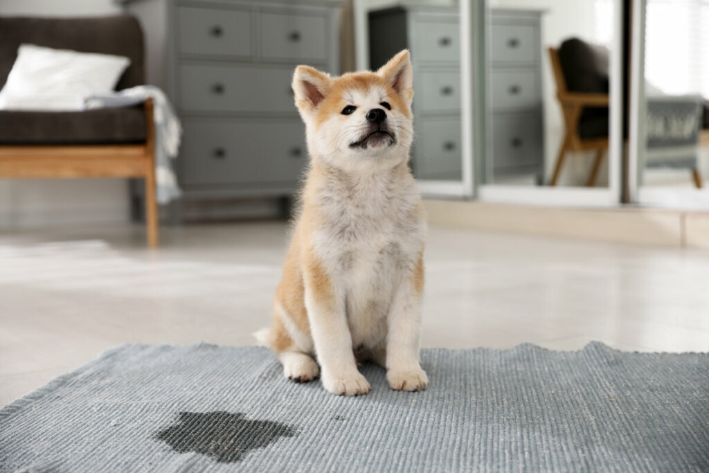 Filhote de cachorro sentado em um tapete cinza com uma poça de xixi ao lado