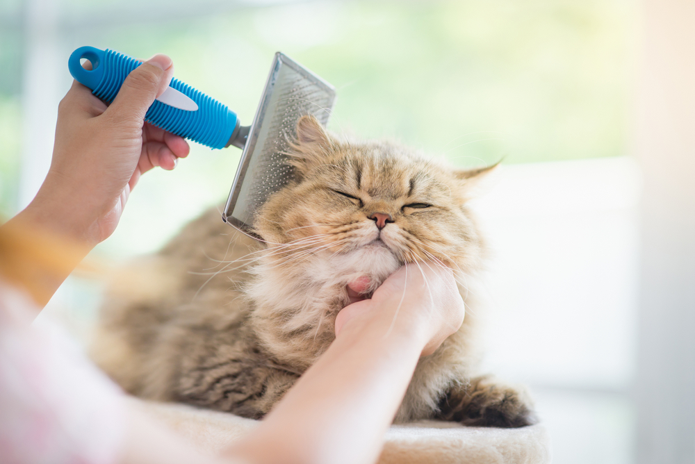 Mulher escovando os pelos de um gato persa
