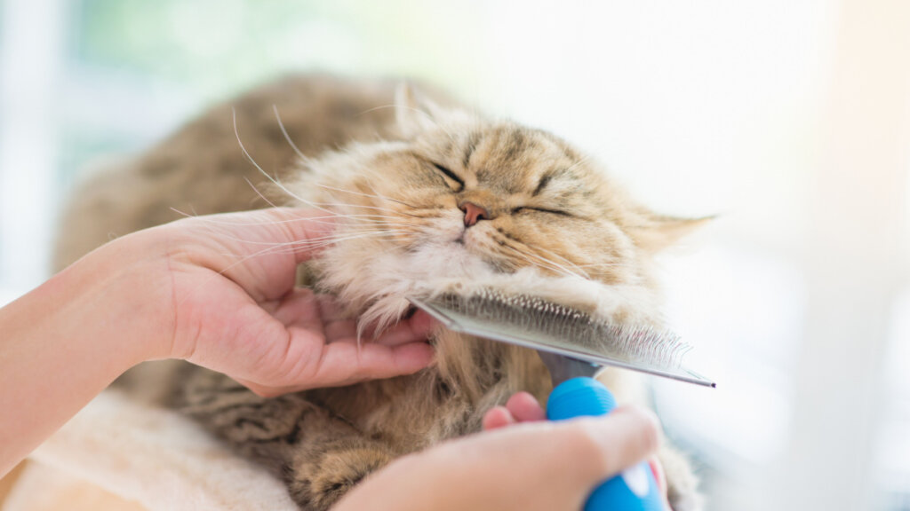 Gato amarelo com olhos fechados e cabeça apoiada em escova
