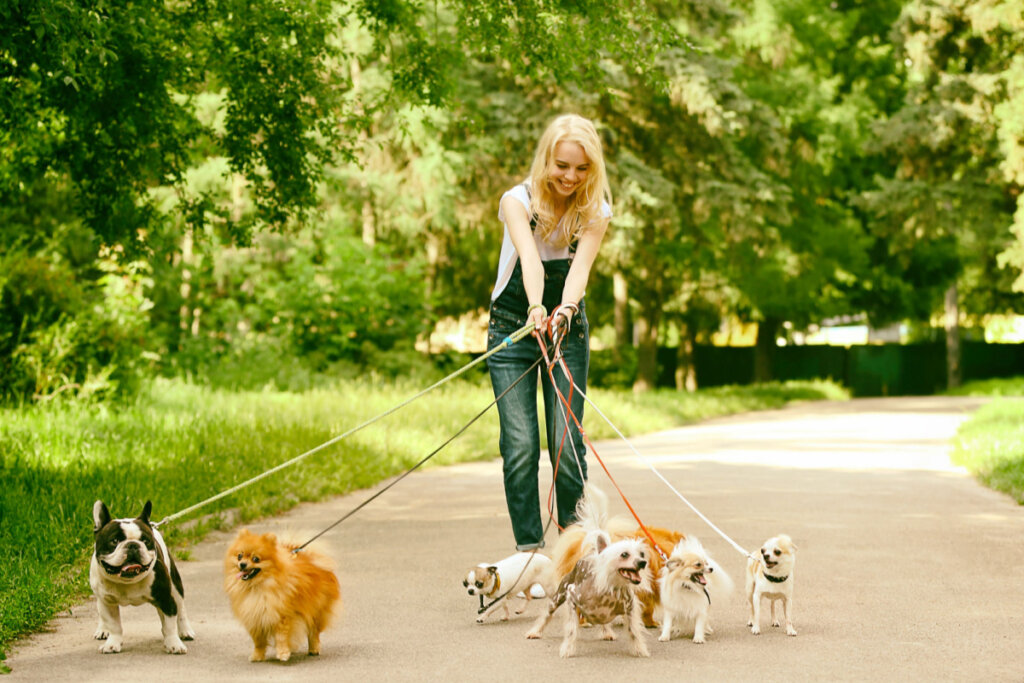 Mulher andando com diversos cachorros pequenos em parque