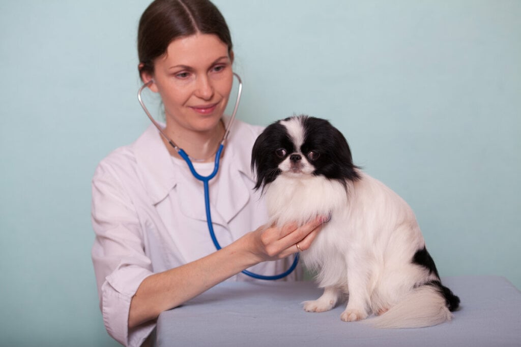 Médica veterinária examinando um cachorro