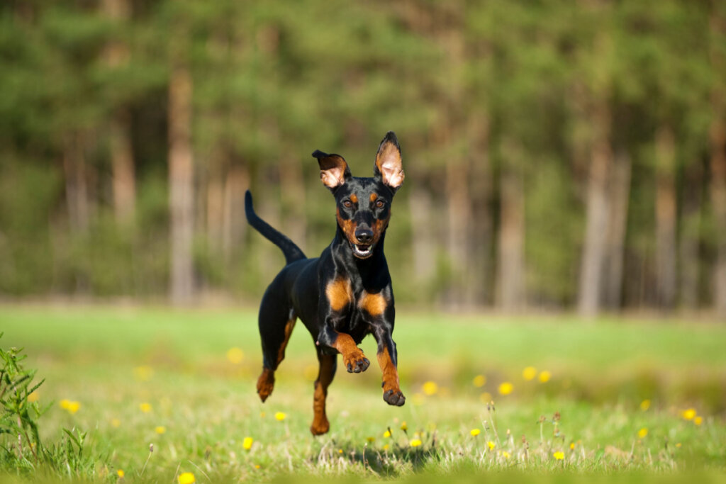 Cão pinscher alemão correndo em um prado de verão