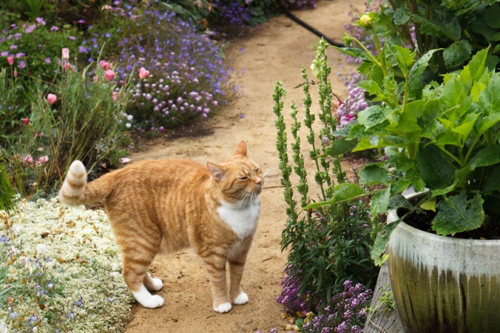 Gato dourado cheirando uma planta em um jardim