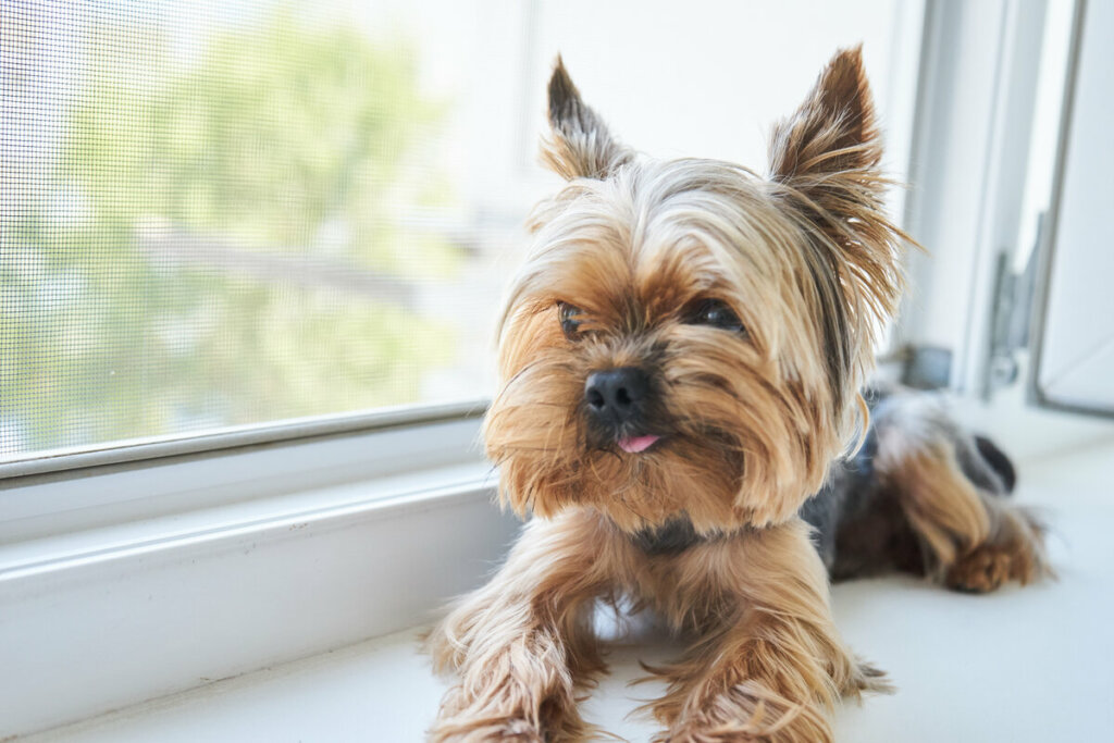 Cachorro da raça yorkshire sentado em uma janela branca olhando para a rua