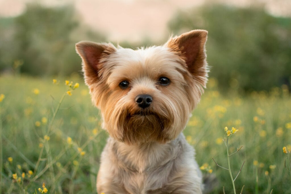 Cachorro da raça yorkshire sentado em um jardim com flores amarelas