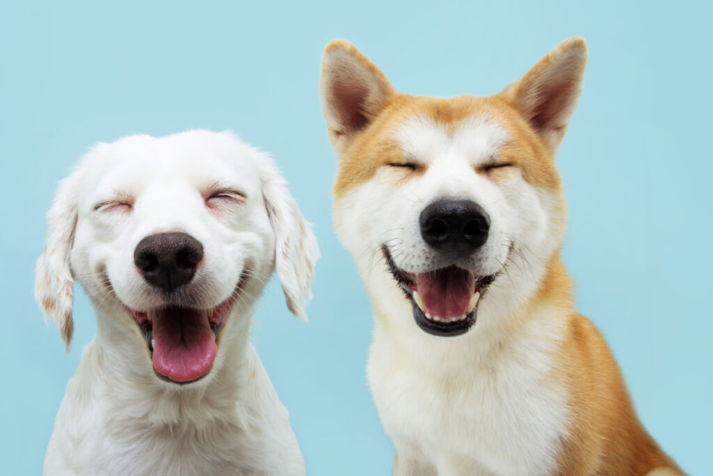 Dois cães sorridentes com expressão feliz e olhos fechados em um fundo azul