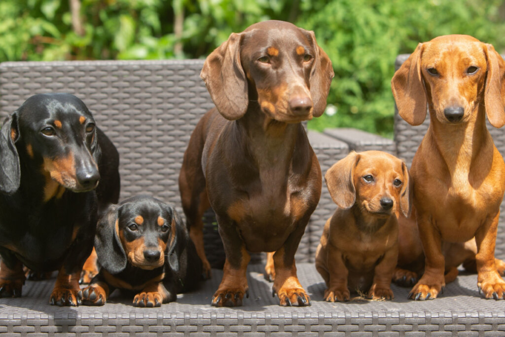 Três cachorros dachshund adultos de cores diferentes e dois filhotes entre eles