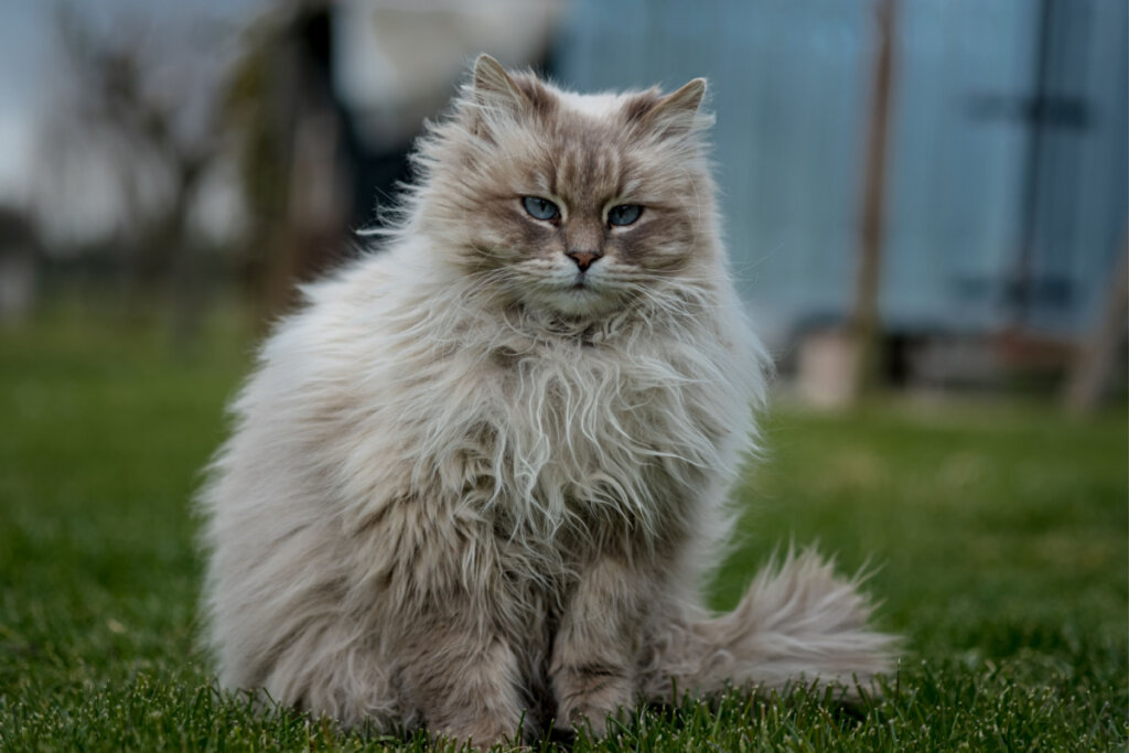 Gato siberiano de olhos azuis sentado na grama