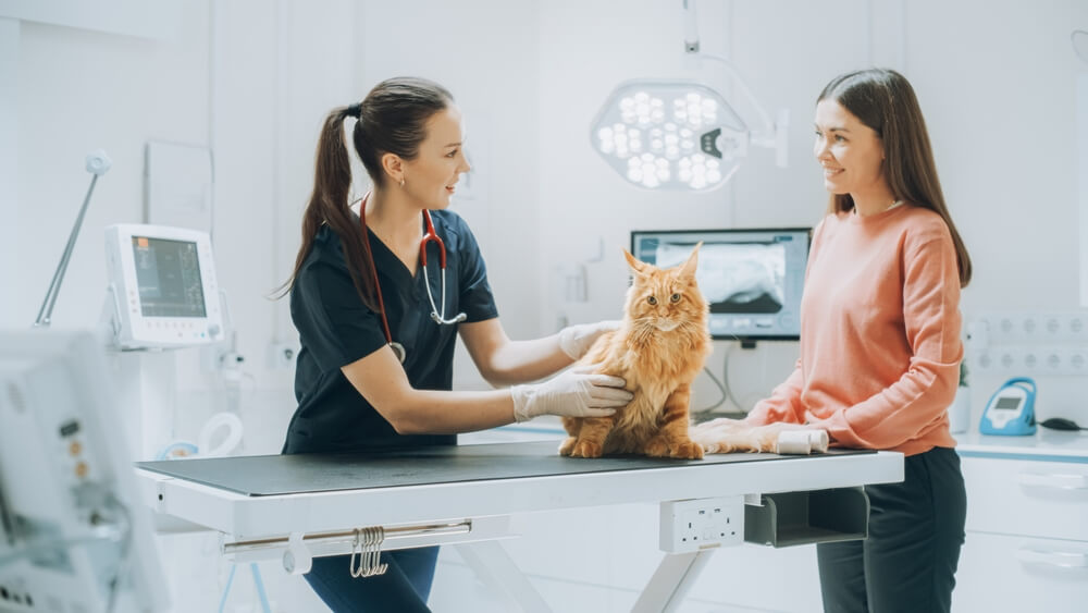 Mulher jovem levando seu gato de estimação na consulta médica em uma clínica veterinária