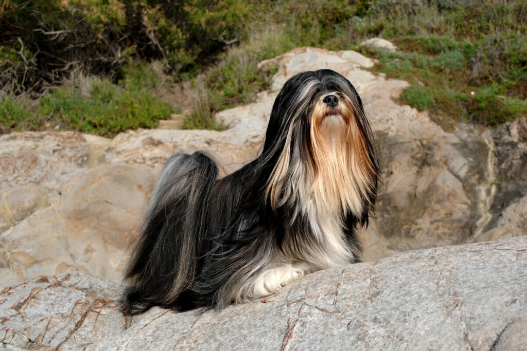 Cachorro da raça Lhasa apso com pelo branco e preto em cima de uma pedra 