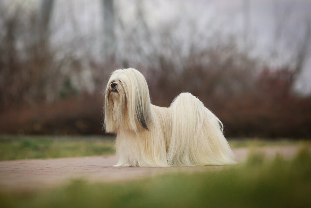 Cachorro lhasa apso branco