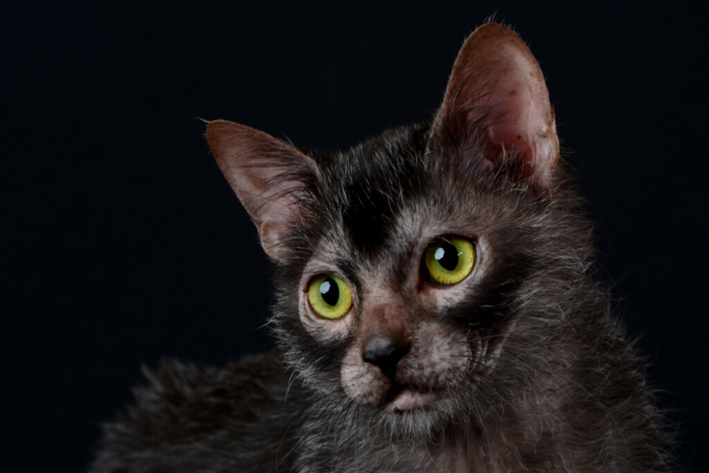 Gato Lykoi com pelagem preta em fundo preto