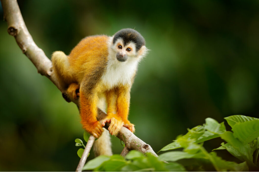 Macaco-esquilo em cima do galho de uma árvore