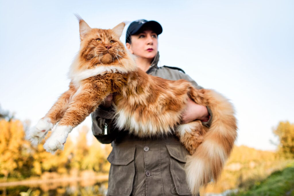 Uma mulher segurando nos braços um enorme gato maine coon na floresta no outono