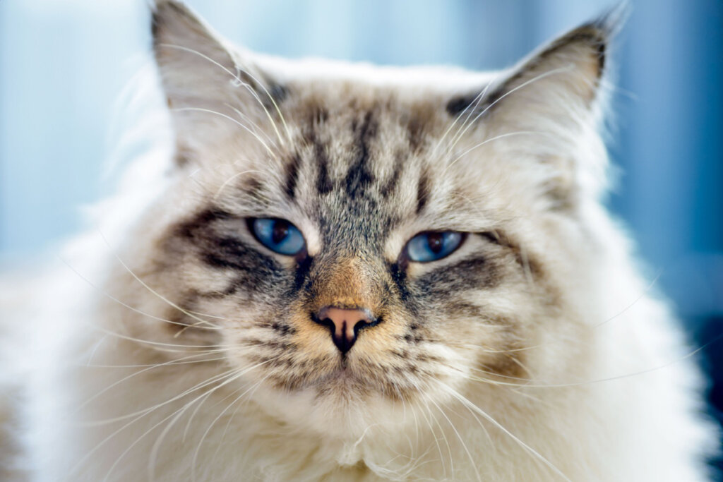 Rosto de gato Ragamuffin com pelagem densa e fofa na cor creme e marrom 