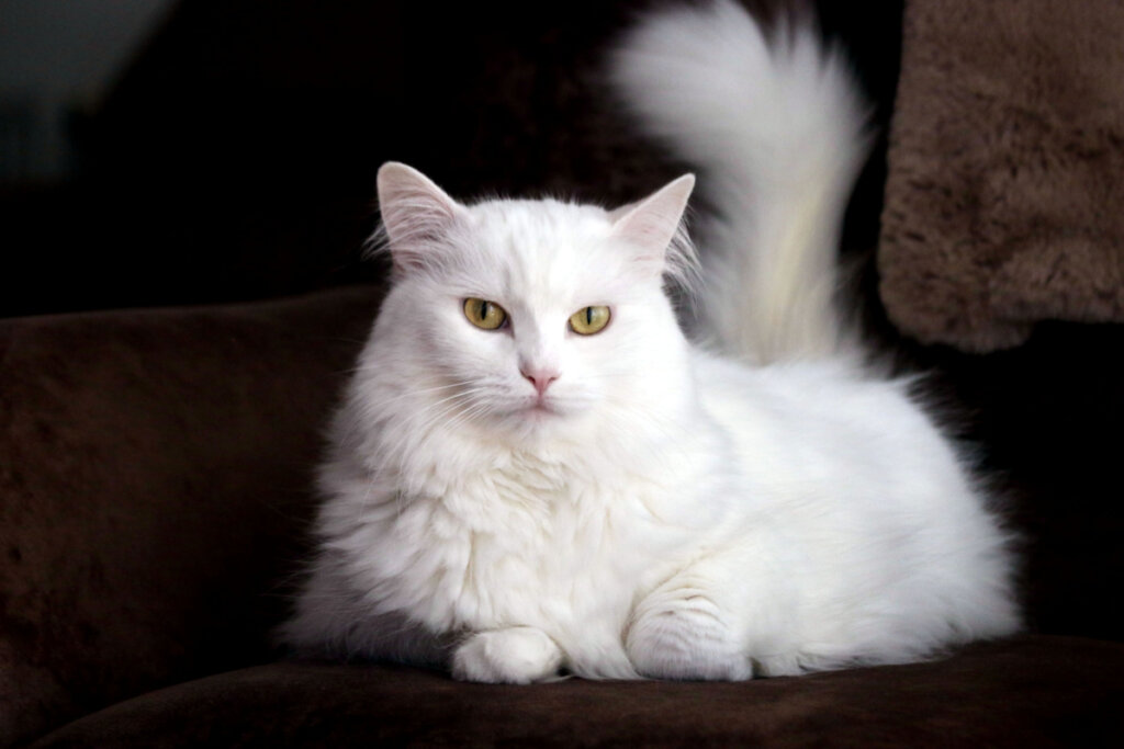 Gato branco angorá deitado em sofá marrom