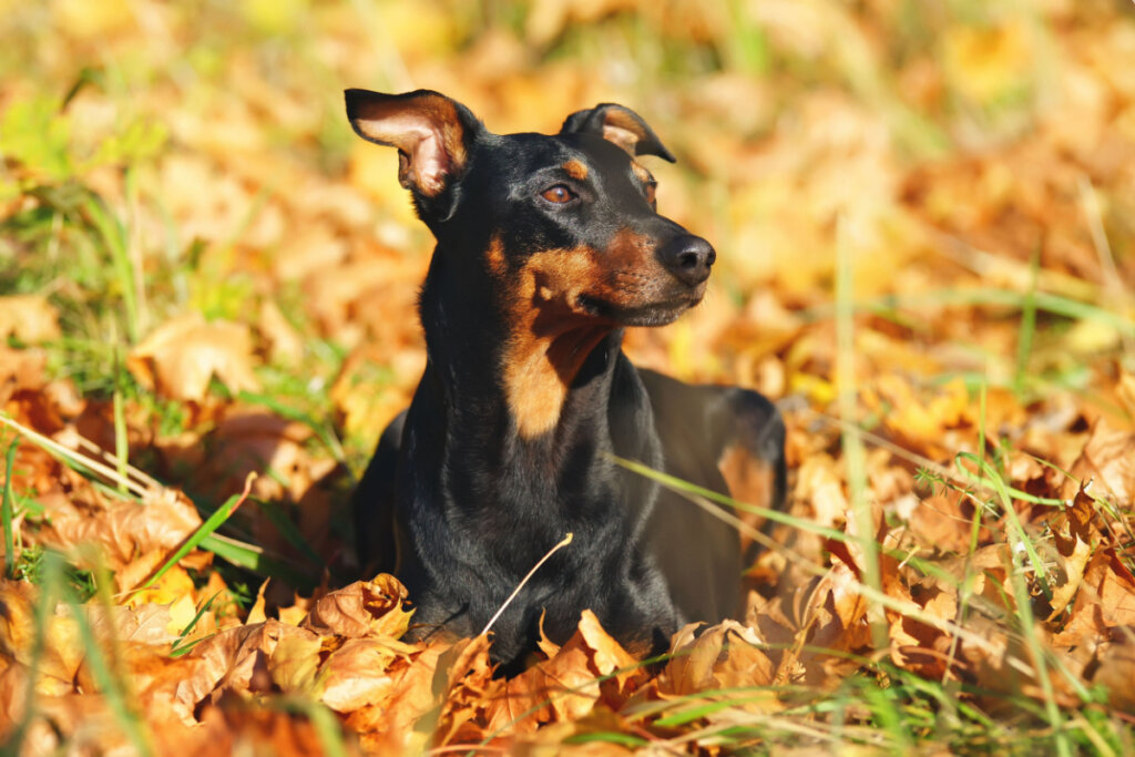 Cachorro pinscher alemão deitado em folhas amareladas 
