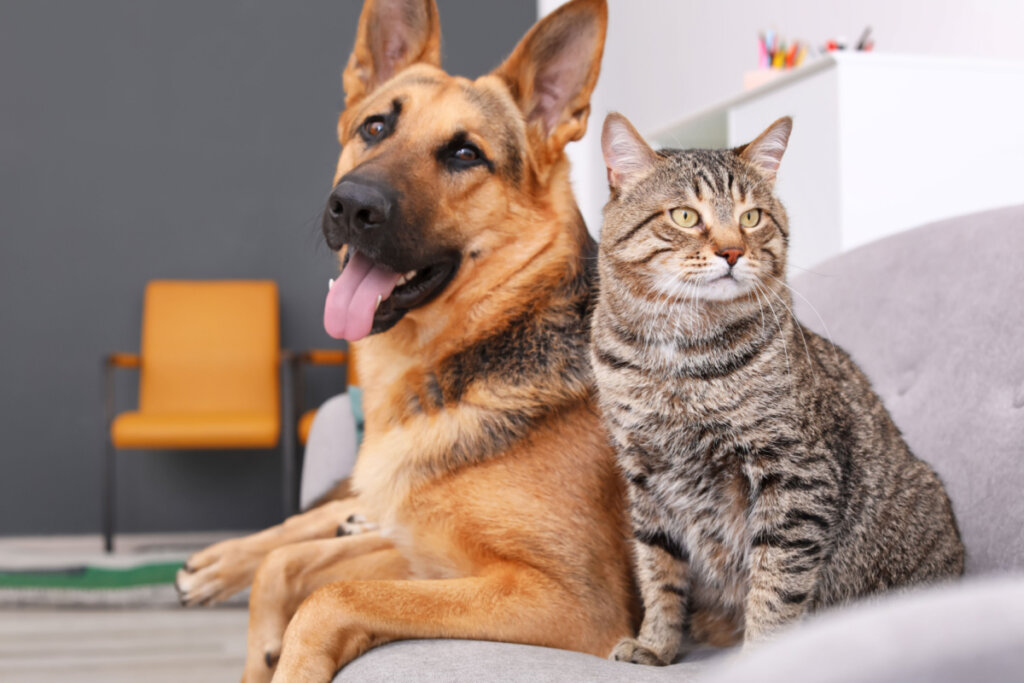 Cachorro marrom e gato cinza em sofá