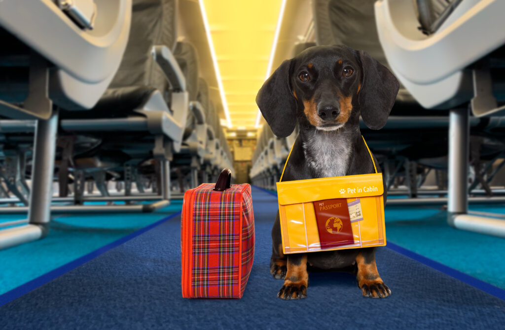 Cachorro em avião com malas