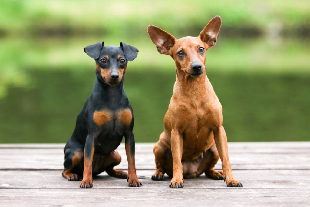 Dois cachorros pinscher, um ao lado do outro. Um é preto com marrom e outro marrom