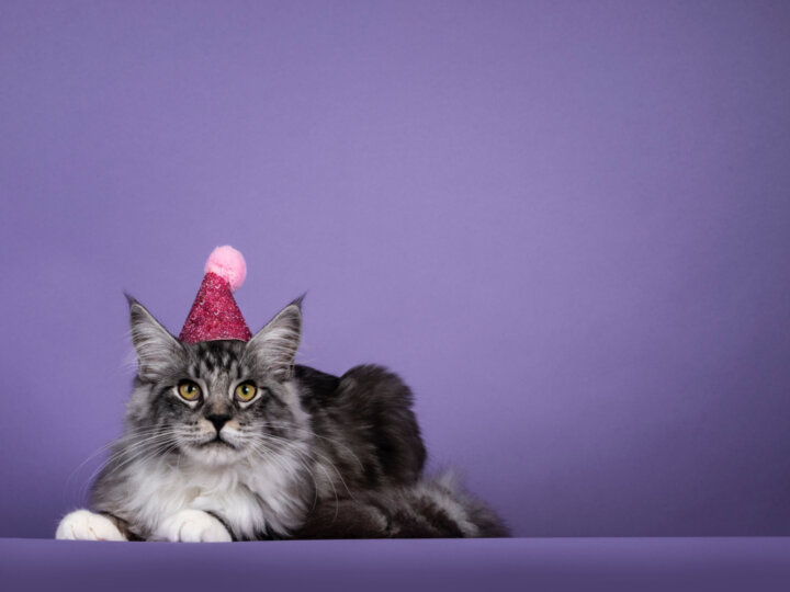 9 dicas para fazer uma festa de aniversário para o gato 