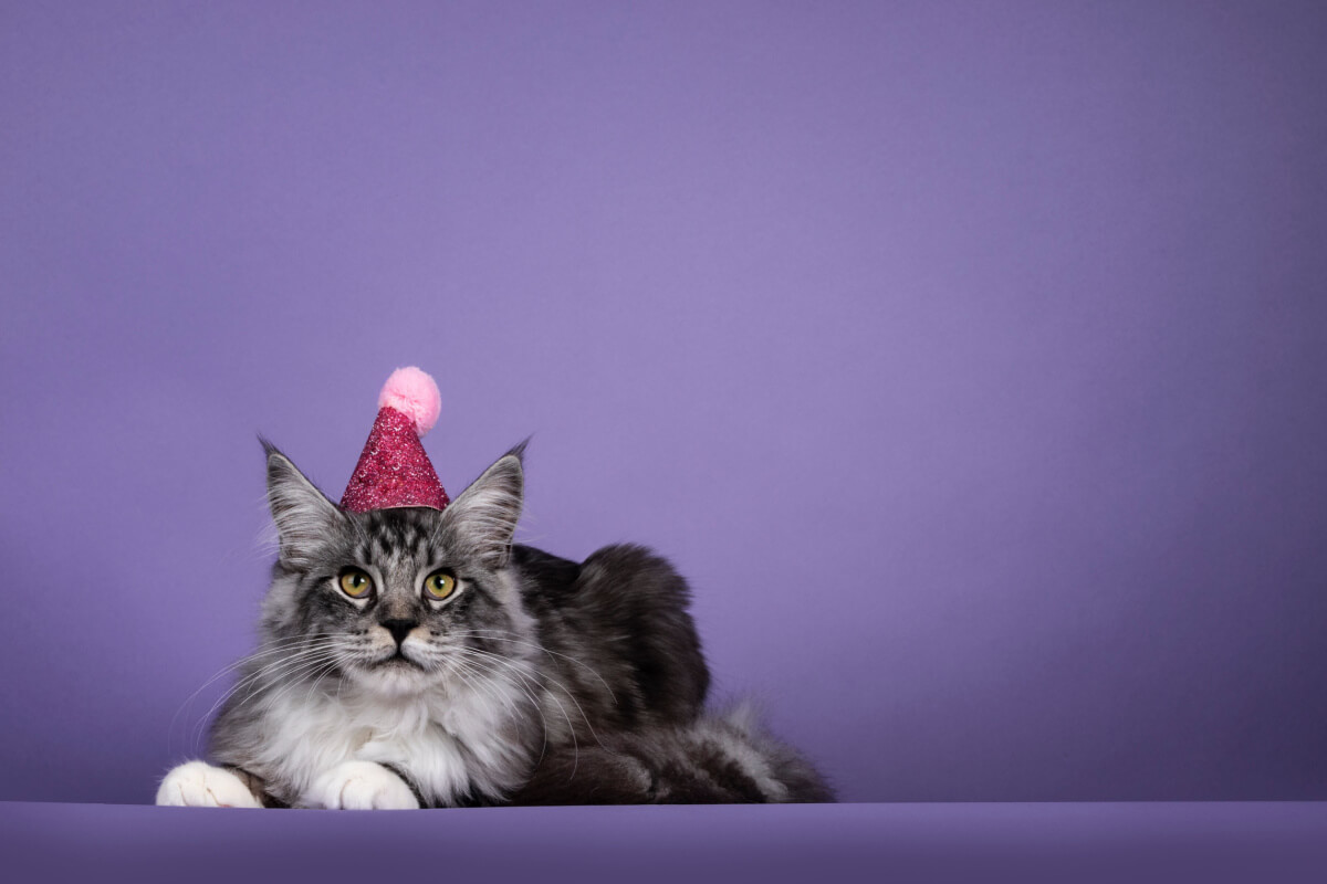 9 dicas para fazer uma festa de aniversário para o gato 