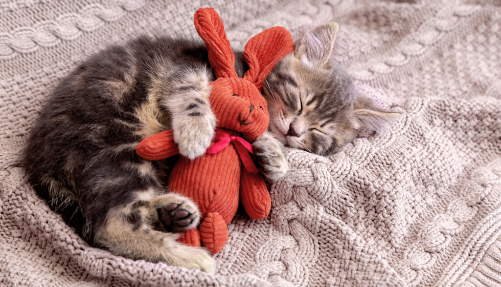 Filhote de gato deitado em manta abraçando um coelho vermelho