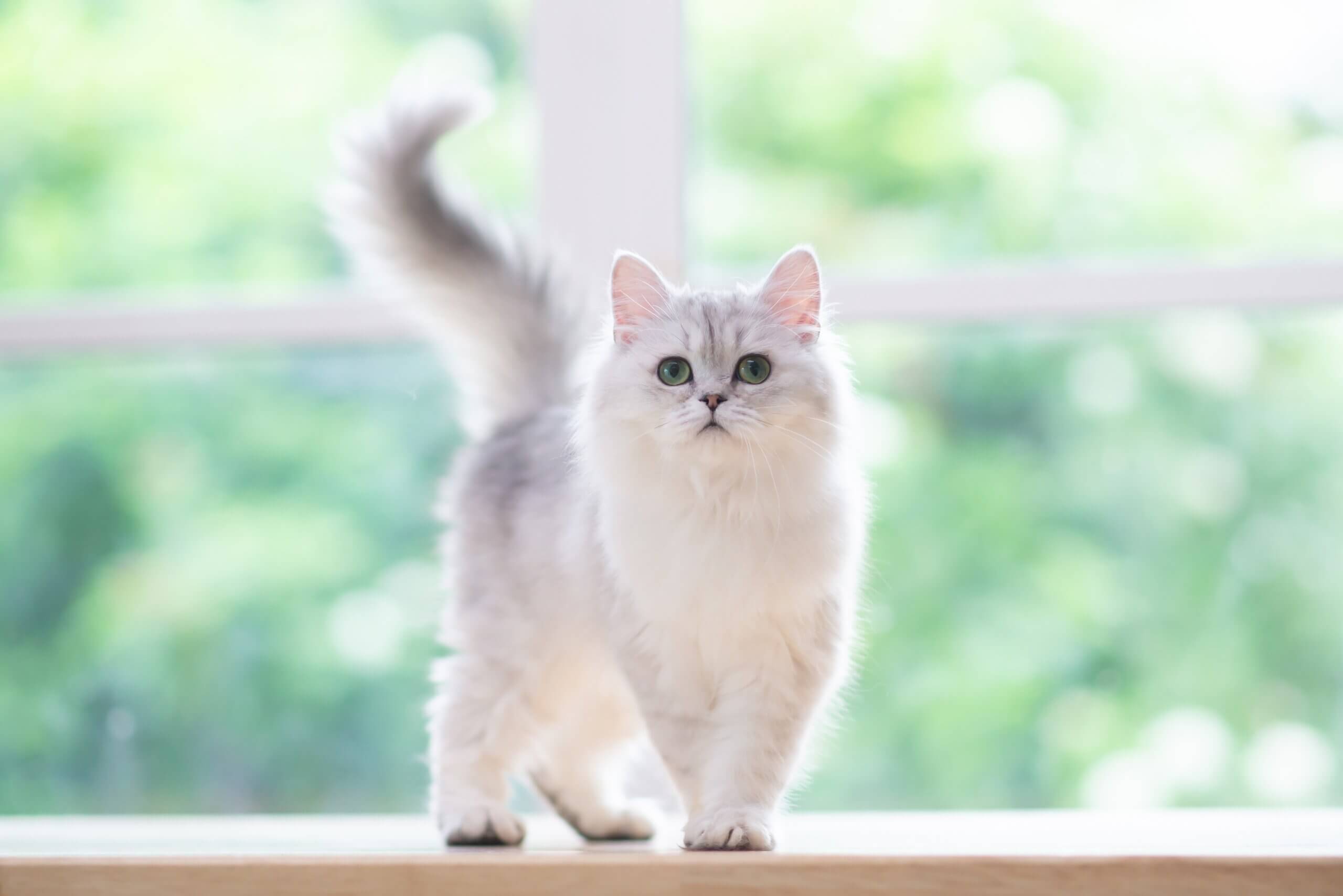 10 opções de nomes para gatos brancos 