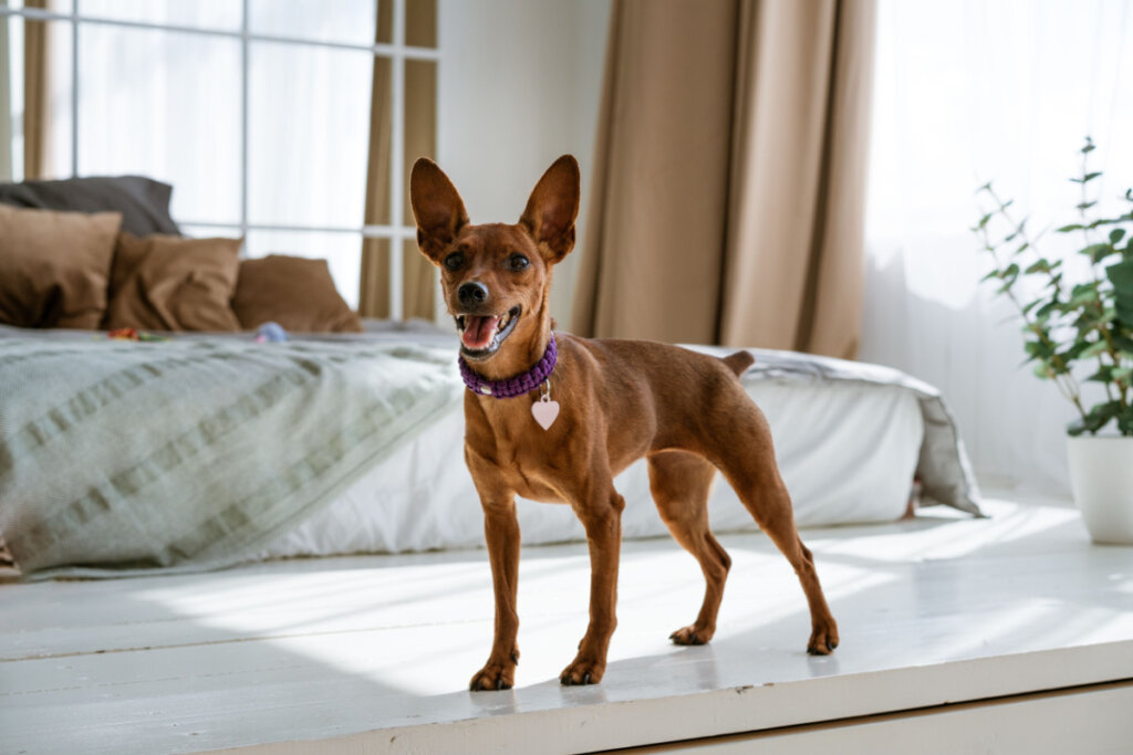 Cachorro pinscher marrom com coleira roxa em sala de estar