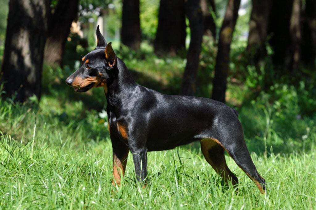 Cachorro deutscher pinscher preto em parque com árvores ao fundo